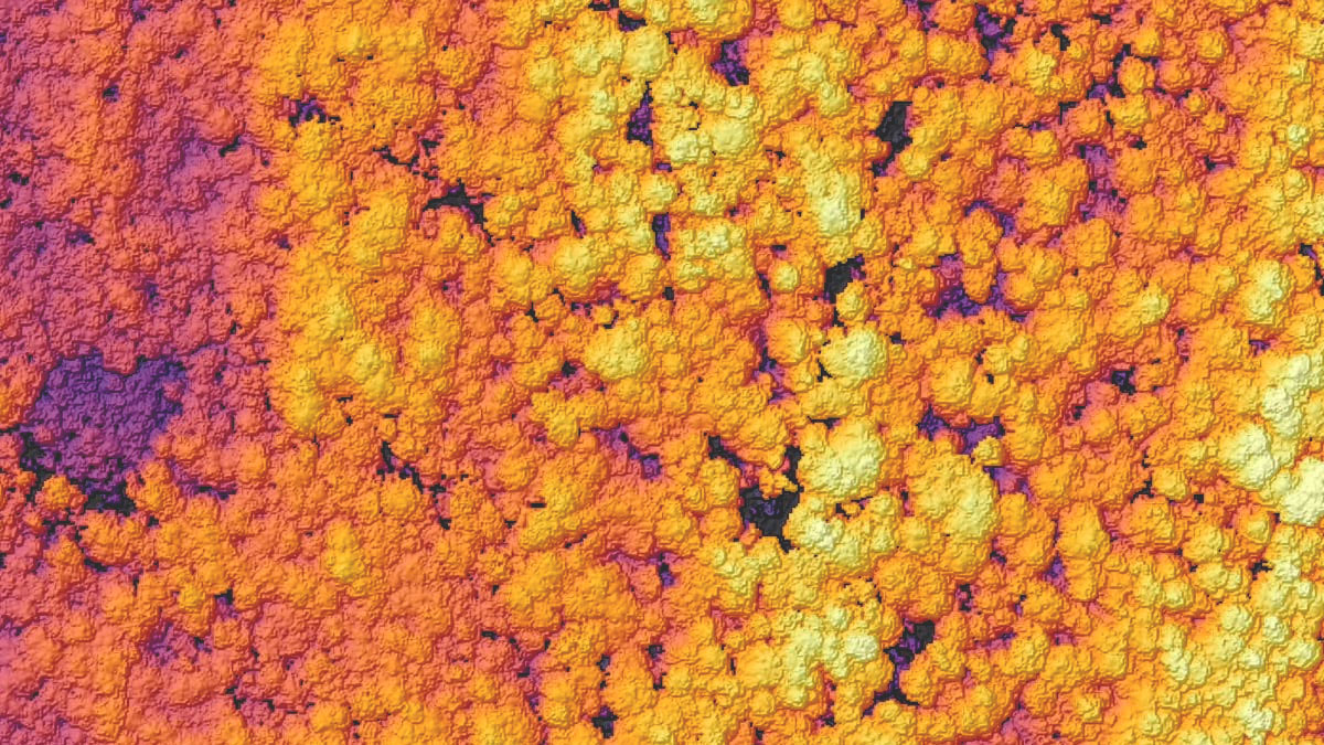 Una vista dall'alto di una fitta foresta con le cime degli alberi colorate in una sfumatura di rosa brillante, viola, arancione e giallo