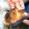 Two hands holding a cow’s ear to expose ticks 