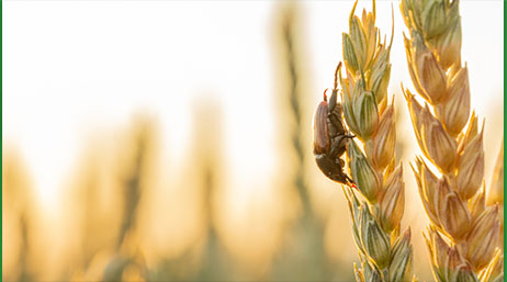 Immagine di un monitor di laptop che mostra una foto in primo piano di un coleottero che riposa su un gambo di grano in un campo illuminato dal sole