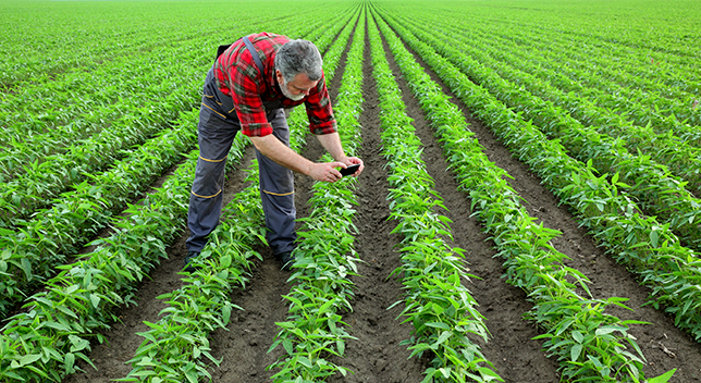 Foto di un agricoltore in un campo di lunghi filari di colture verdi che si sporge per scattare una foto in primo piano di una delle piante
