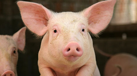 Foto di due giovani maialini