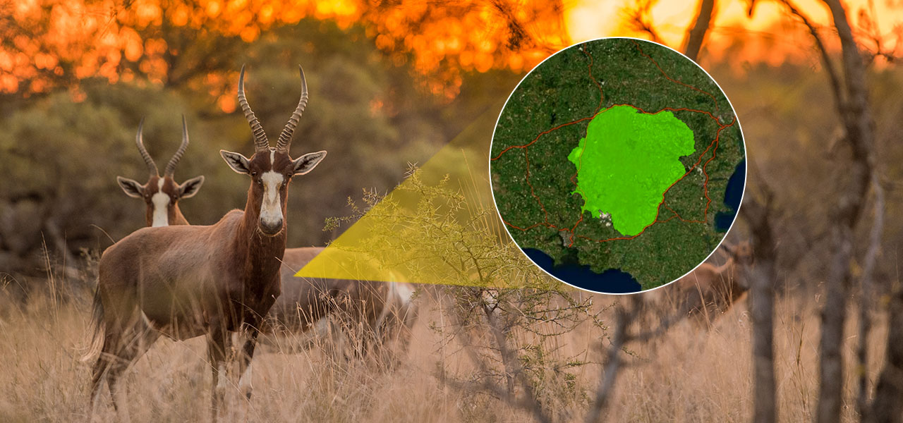 Due antilopi in un'area selvaggia con una mappa dell'area in un cerchio accanto a loro