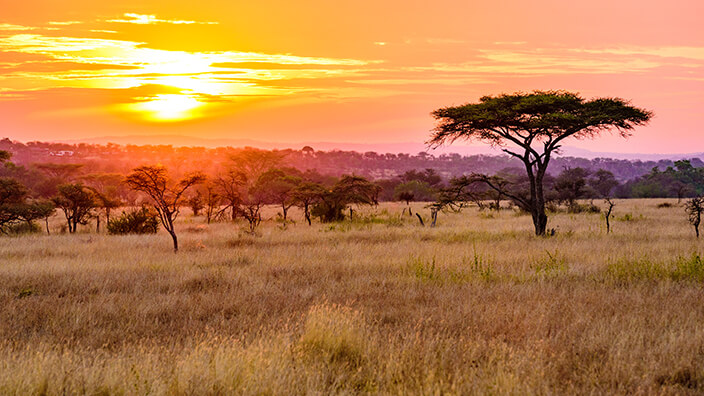 Alberi alti sparsi si stagliano neri su un tramonto rosa brillante e arancione in un ampio campo marrone chiaro